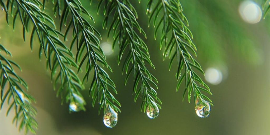 dew drops on pine leaves