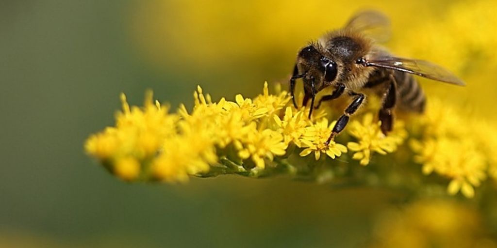 bumble bee on yellow flow