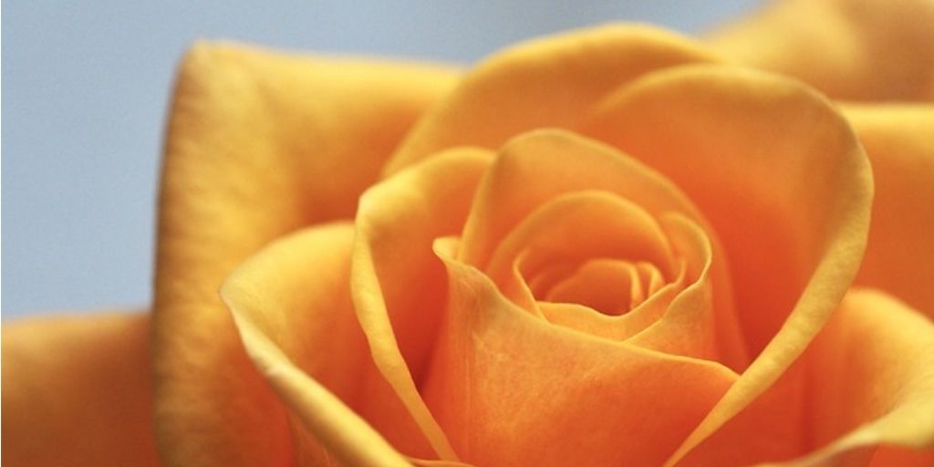 peach rose