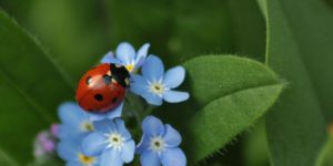 lady bug on purple flowers