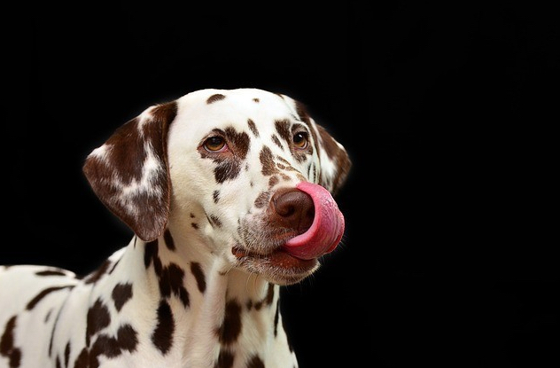 How To Photograph Animals - Spotted Dog Licking His Nose 