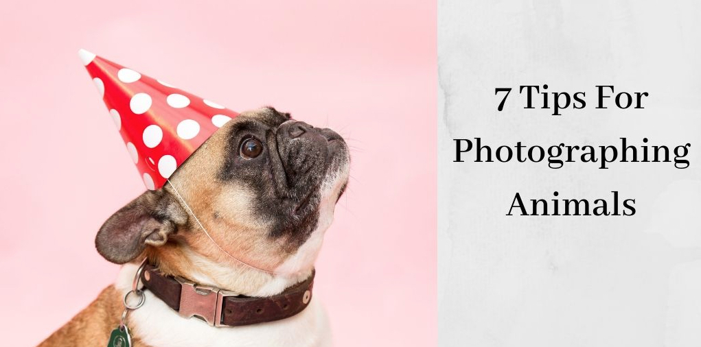 How To Photograph Animals - Bulldog in Party Hat 