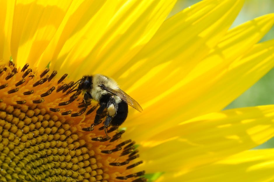 bumble bee on sunflower